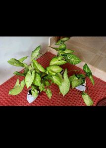 Set 3 Arrowhead Plants