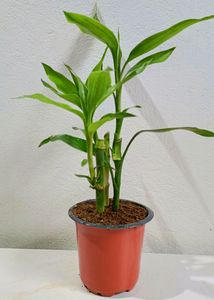 Rosemary, Coin , Turtle Vine, .. 4 Plants In Comb