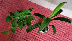Set 2 Money Plant &amp; Syngonium Plans