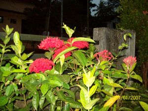 KODAK EASYSHARE C813 Digital Camera