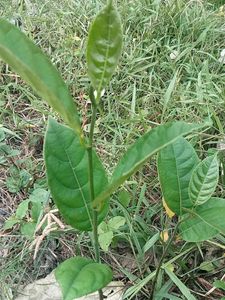Jackfruit Plant