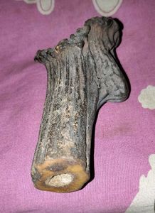 Antique 100+ Years Old Raindeer Horn Piece.