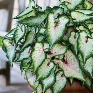 Beautiful Caladium Plant