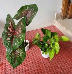 Pack 2 Money &amp; UJJAISEEDS rare polka Plants &amp; pots