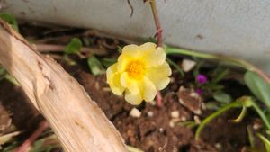 Portulaca 8 Colour