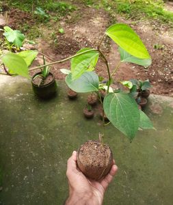Two pepper Plants (Kaali Mirch)