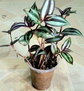 Combo Zebrina Plant🪴&amp; pot