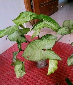 Pack 2 arrowhead plant 🌵 &amp; pot