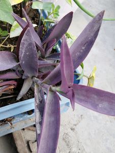 6 Plant combo