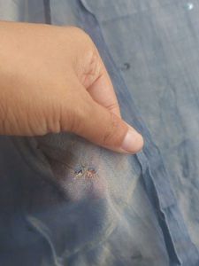 Original Suta Bombay Saree