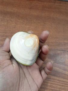 Natural Seashell trinket box