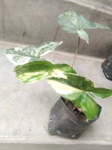 Assorted Variegated Plants