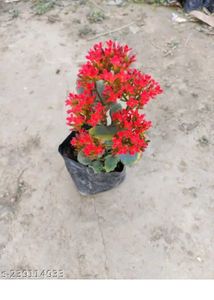 Kalanchoe