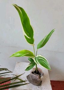 Never ..Plant 🌵 2. Ek Hi Bag Me