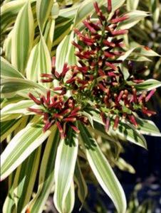 Pack 2 Nevernever &amp; Pandanus veitchii Plant 🪴&amp;Pot