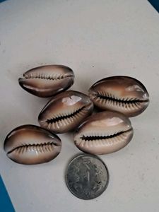5 Natural Kala Raja Cowrie Shells