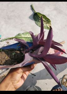 6 combo Plant With Rooted
