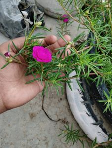 10 Plant combo