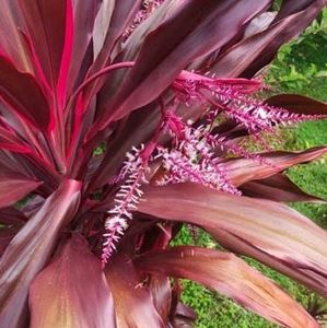 Dracaena Red Ruby 🌵 &amp; Pot