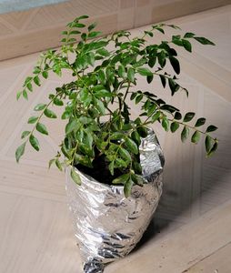 🌿.Curry Leaf Plant 🪴