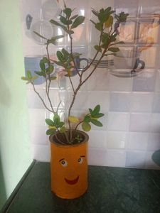 Potted Plant with pot