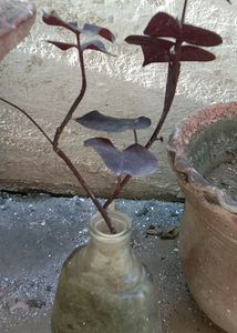 Violet Climbers (Plant Only )
