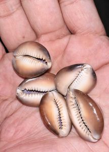5 Natural Kala Raja Cowrie Shells