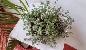 Beautiful Turtle Vine Plant🌵&amp; Pot