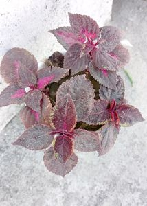 Coleus Live Plant