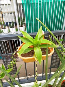 Basket Plant Live