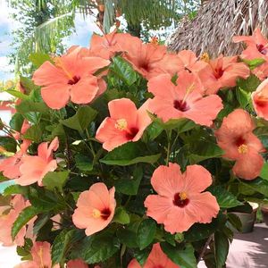 4️⃣Hibiscus 🌺