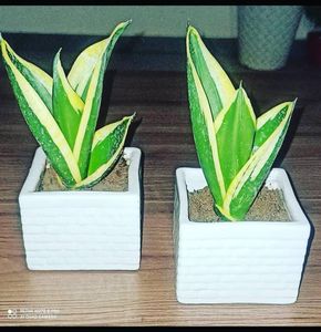 Set Of 2 Ceramic Planters