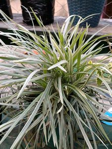 live Beginner-friendly plant combo of 4 at just 30