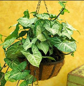 Live Beautiful syngoniyam Plant