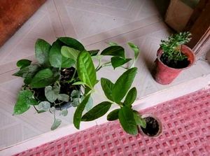 3 Set  Ming Aralia Pana & Money & Bear Plants