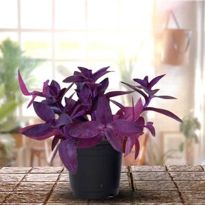 pack of three plants