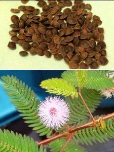 Seeds-Plant Combo
