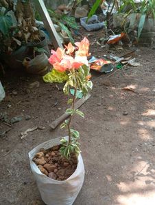 vaegrated orange and pink mixed bogan Villa