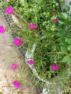 Red Bud Rose And 1 Portulaca Cuttings