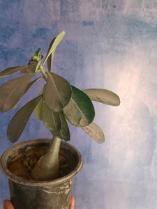 Adenium Plant