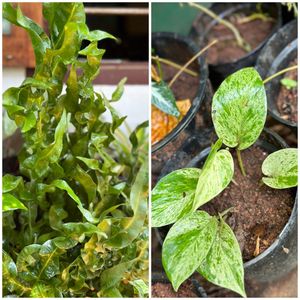 20 Live Root Plants