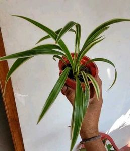 3 Set Pandanus veitchii &amp; Never.. &amp;Purple Heart pl