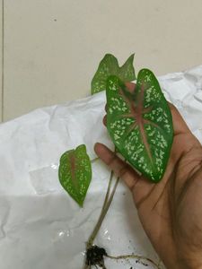 BESTSELLER 🔥🔥 Two caladium bulbs