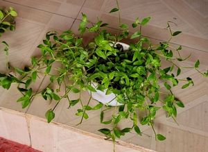Pack 2 Tradescantia fluminlensis &amp; Pilea Depressa