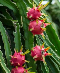 Dragon Fruit Plant Live