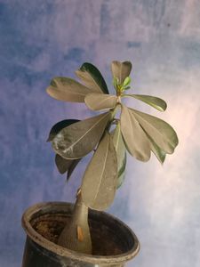 Adenium Plant
