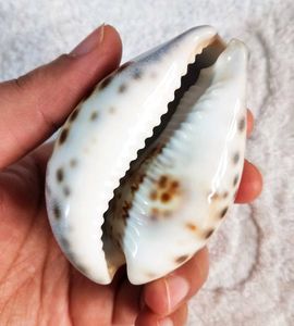 Tiger Cowrie Sea Shell