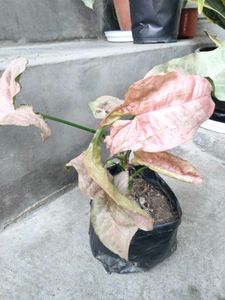 Assorted Potted Houseplants for Sale