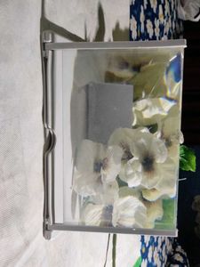 Phone Screen Magnifier...