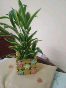 Decorative Plant with night Star Pot